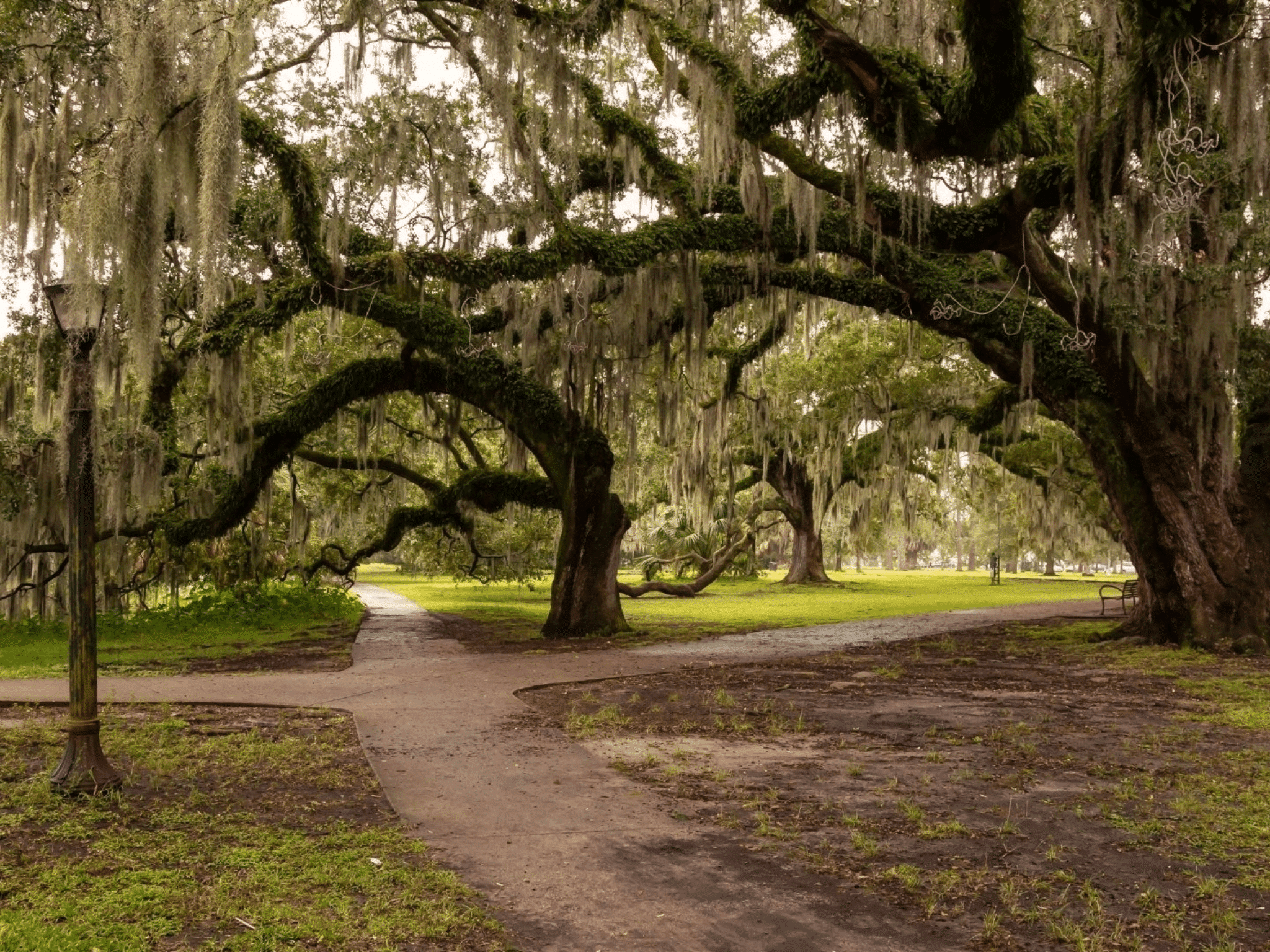 Oak trees in New Orleans City park.