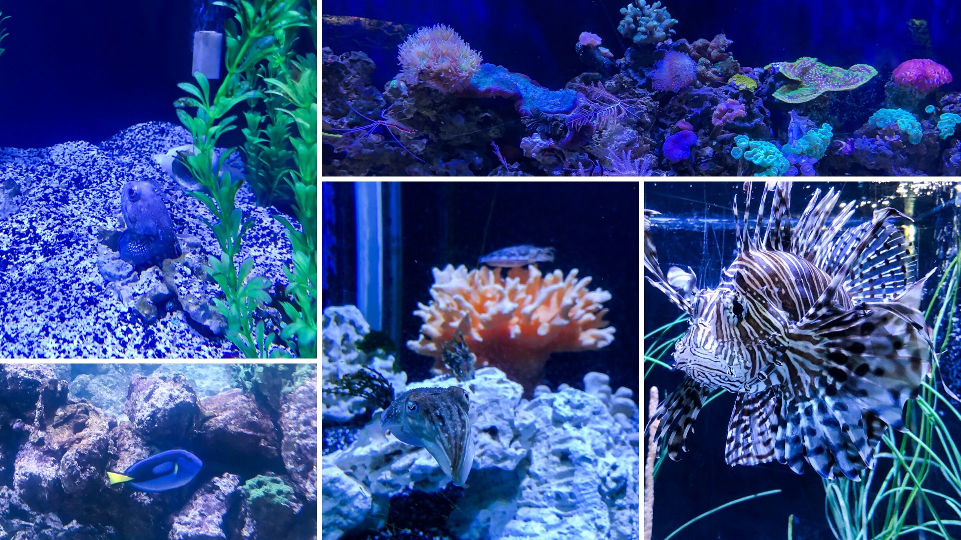 Indoor aquarium at the Gulfarium 