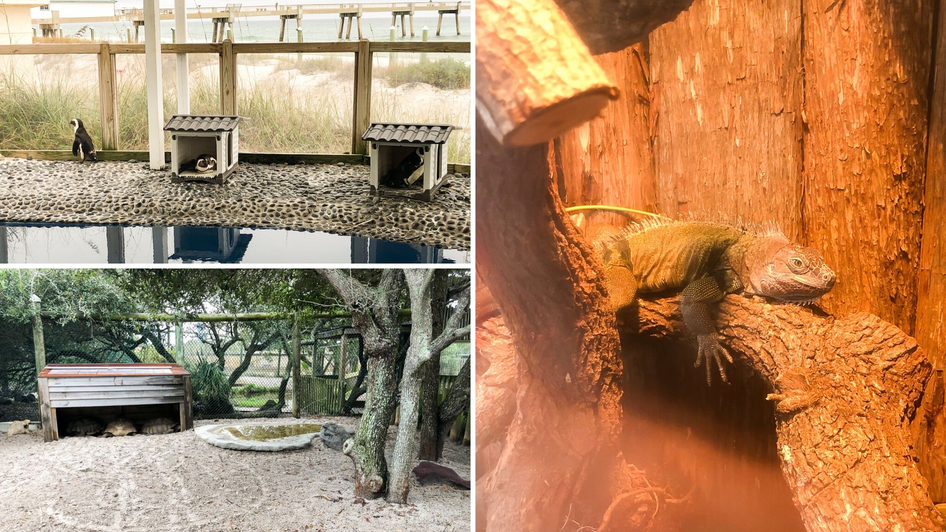Animal Exhibits at the Gulfarium Marine Adventure Park 