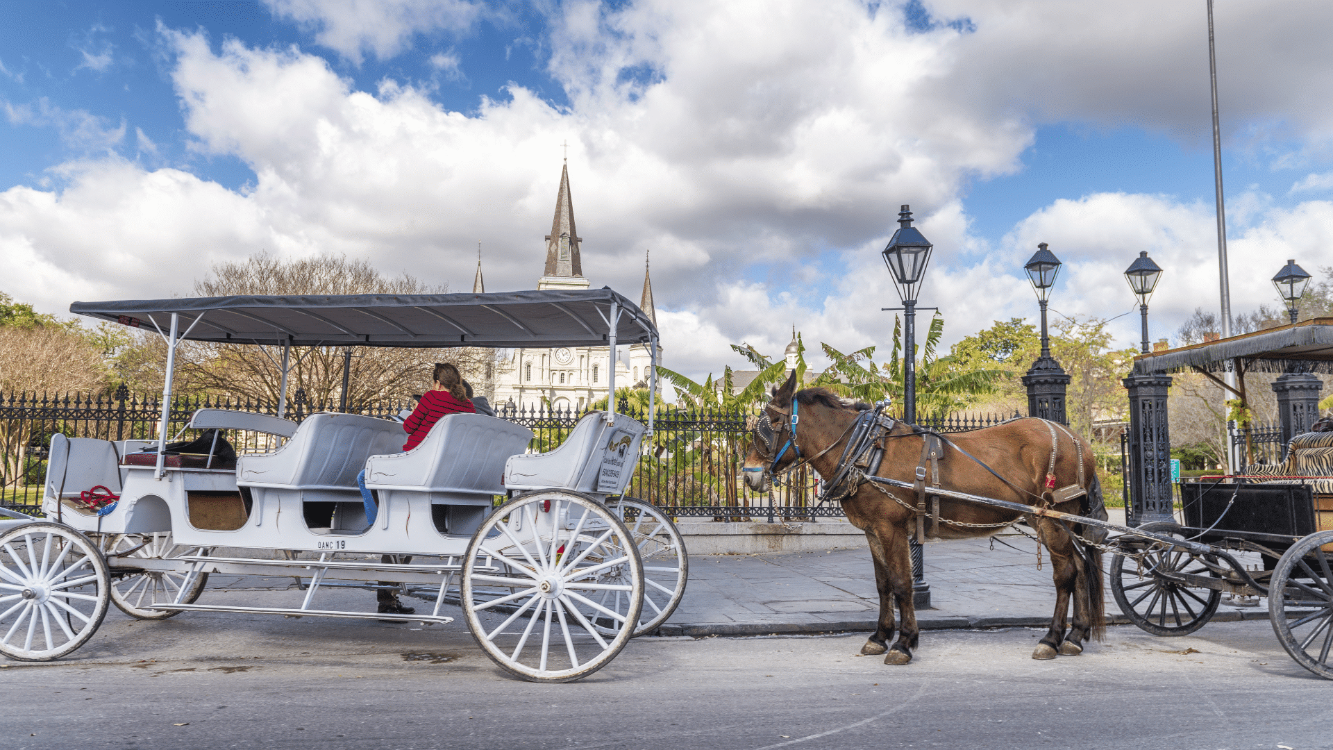 Top New Orleans Carriage Rides & Tours 2025 - TripShock!